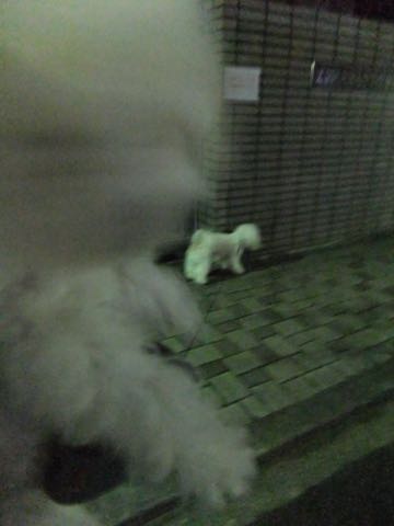 ビションフリーゼトリミング文京区フントヒュッテ駒込hundehutteビションフリーゼカット画像ビションカット都内ペットホテル料金東京犬温泉効果_106.jpg