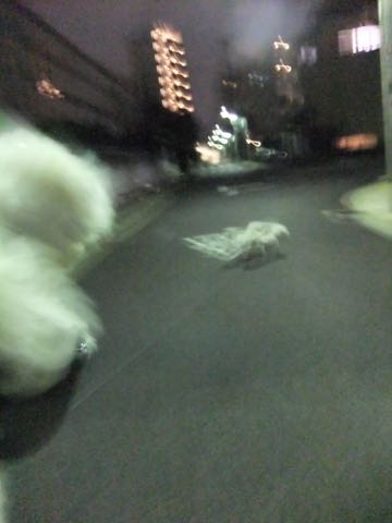 ビションフリーゼトリミング文京区フントヒュッテ駒込hundehutteビションフリーゼカット画像ビションカット都内ペットホテル料金東京犬温泉効果_107.jpg