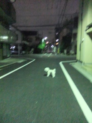 ビションフリーゼトリミング文京区フントヒュッテ駒込hundehutteビションフリーゼカット画像ビションカット都内ペットホテル料金東京犬温泉効果_108.jpg