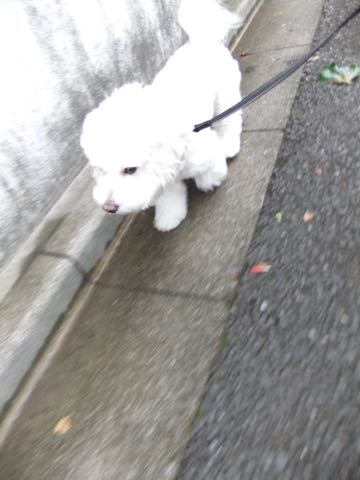 ビションフリーゼトリミング文京区フントヒュッテ駒込hundehutteビションフリーゼカット画像ビションカット都内ペットホテル料金東京犬温泉効果_110.jpg