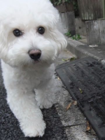 ビションフリーゼトリミング文京区フントヒュッテ駒込hundehutteビションフリーゼカット画像ビションカット都内ペットホテル料金東京犬温泉効果_111.jpg