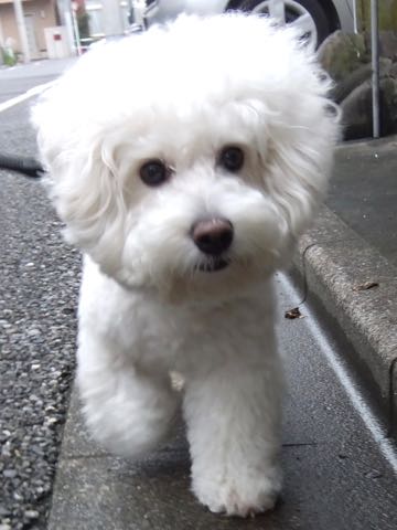 ビションフリーゼトリミング文京区フントヒュッテ駒込hundehutteビションフリーゼカット画像ビションカット都内ペットホテル料金東京犬温泉効果_112.jpg