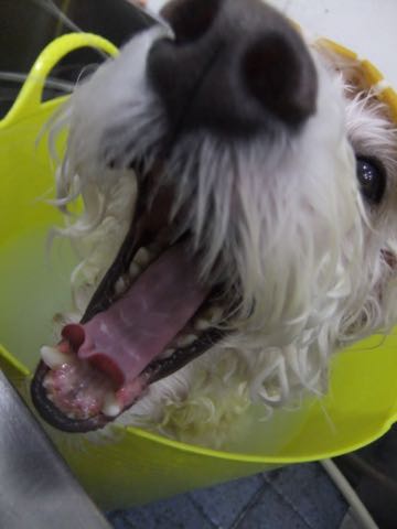 ビションフリーゼトリミング文京区フントヒュッテ駒込hundehutteビションフリーゼカット画像ビションカット都内ペットホテル料金東京犬温泉効果_115.jpg