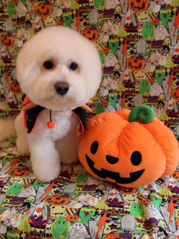 ビションフリーゼトリミング文京区フントヒュッテ駒込hundehutteビションフリーゼカット画像ビションカット都内ペットホテル料金東京犬温泉効果_119.jpg