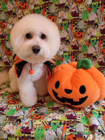 ビションフリーゼトリミング文京区フントヒュッテ駒込hundehutteビションフリーゼカット画像ビションカット都内ペットホテル料金東京犬温泉効果_120.jpg