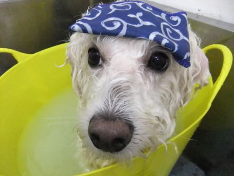ビションフリーゼトリミング文京区フントヒュッテ駒込hundehutteビションフリーゼカット画像ビションカット都内ペットホテル料金東京犬温泉効果_123.jpg