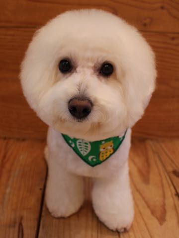 ビションフリーゼトリミング文京区フントヒュッテ駒込hundehutteビションフリーゼカット画像ビションカット都内ペットホテル料金東京犬温泉効果_124.jpg