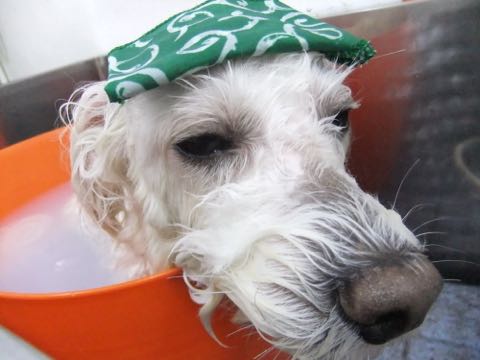 ビションフリーゼトリミング文京区フントヒュッテ駒込hundehutteビションフリーゼカット画像ビションカット都内ペットホテル料金東京犬温泉効果_125.jpg