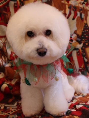 ビションフリーゼトリミング文京区フントヒュッテ駒込hundehutteビションフリーゼカット画像ビションカット都内ペットホテル料金東京犬温泉効果_129.jpg