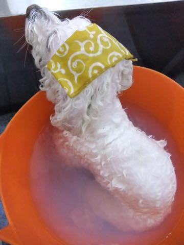 ビションフリーゼトリミング文京区フントヒュッテ駒込hundehutteビションフリーゼカット画像ビションカット都内ペットホテル料金東京犬温泉効果_131.jpg