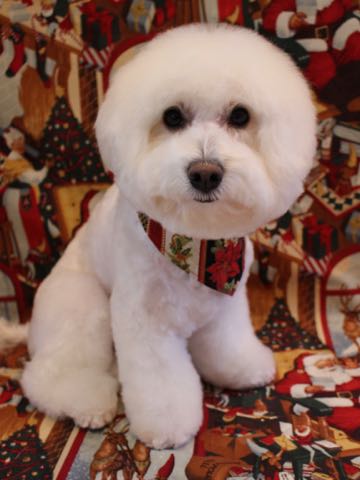 ビションフリーゼトリミング文京区フントヒュッテ駒込hundehutteビションフリーゼカット画像ビションカット都内ペットホテル料金東京犬温泉効果_132.jpg