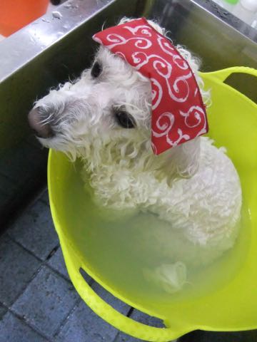 ビションフリーゼトリミング文京区フントヒュッテ駒込hundehutteビションフリーゼカット画像ビションカット都内ペットホテル料金東京犬温泉効果_134.jpg