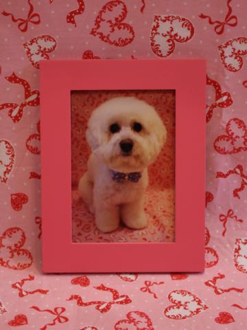 ビションフリーゼトリミング文京区フントヒュッテ駒込hundehutteビションフリーゼカット画像ビションカット都内ペットホテル料金東京犬温泉効果_136.jpg