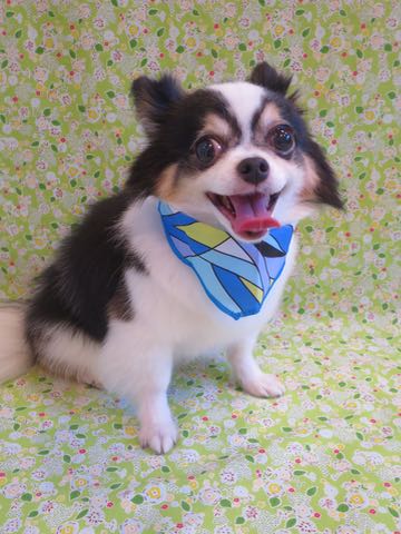 チワワトリミング文京区フントヒュッテ駒込hundehutteチワワトリミングサマーカット画像チワワトリミングサロン都内チワワトリミング料金東京バースデー犬_1.jpg