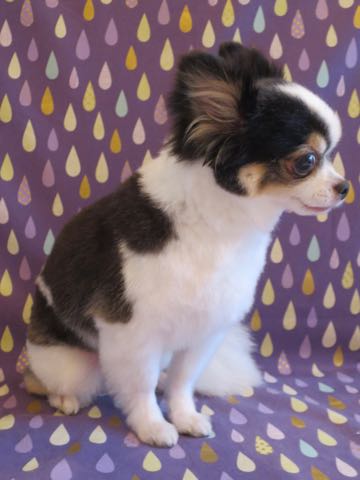 チワワトリミング文京区フントヒュッテ駒込hundehutteチワワトリミングサマーカット画像チワワトリミングサロン都内チワワトリミング料金東京バースデー犬_2.jpg