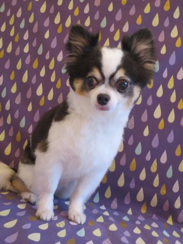 チワワトリミング文京区フントヒュッテ駒込hundehutteチワワトリミングサマーカット画像チワワトリミングサロン都内チワワトリミング料金東京バースデー犬_3.jpg