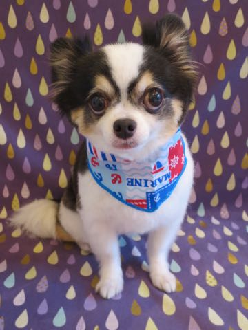 チワワトリミング文京区フントヒュッテ駒込hundehutteチワワトリミングサマーカット画像チワワトリミングサロン都内チワワトリミング料金東京バースデー犬_4.jpg