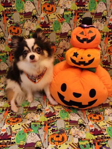 チワワトリミング文京区フントヒュッテ駒込hundehutteチワワトリミングサマーカット画像チワワトリミングサロン都内チワワトリミング料金東京バースデー犬_5.jpg
