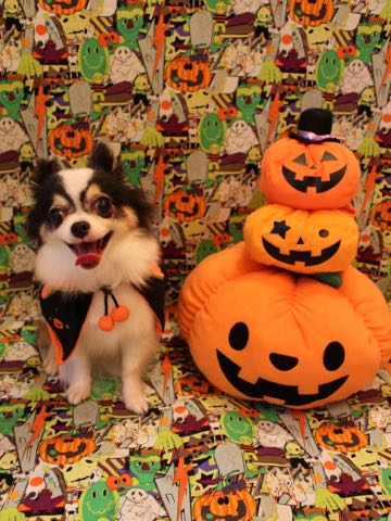 チワワトリミング文京区フントヒュッテ駒込hundehutteチワワトリミングサマーカット画像チワワトリミングサロン都内チワワトリミング料金東京バースデー犬_6.jpg