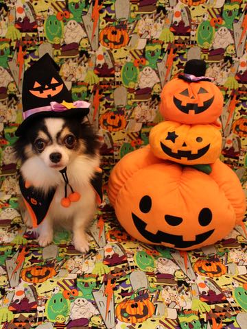 チワワトリミング文京区フントヒュッテ駒込hundehutteチワワトリミングサマーカット画像チワワトリミングサロン都内チワワトリミング料金東京バースデー犬_7.jpg
