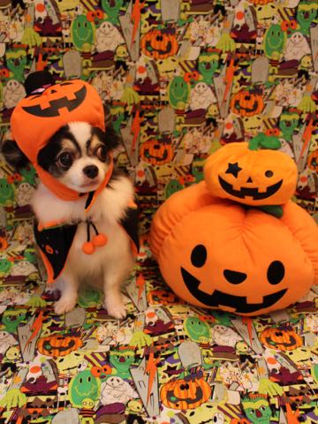 チワワトリミング文京区フントヒュッテ駒込hundehutteチワワトリミングサマーカット画像チワワトリミングサロン都内チワワトリミング料金東京バースデー犬_9.jpg
