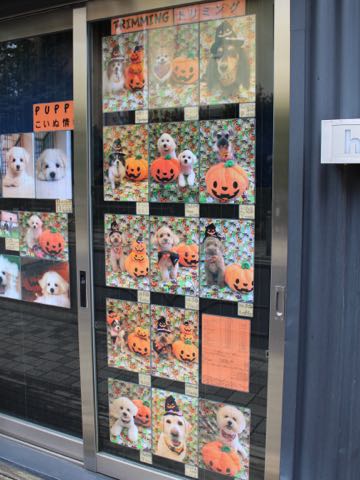チワワトリミング文京区フントヒュッテ駒込hundehutteチワワトリミングサマーカット画像チワワトリミングサロン都内チワワトリミング料金東京バースデー犬_14.jpg