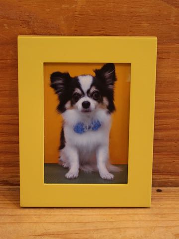 チワワトリミング文京区フントヒュッテ駒込hundehutteチワワトリミングサマーカット画像チワワトリミングサロン都内チワワトリミング料金東京バースデー犬_16.jpg