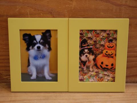 チワワトリミング文京区フントヒュッテ駒込hundehutteチワワトリミングサマーカット画像チワワトリミングサロン都内チワワトリミング料金東京バースデー犬_17.jpg