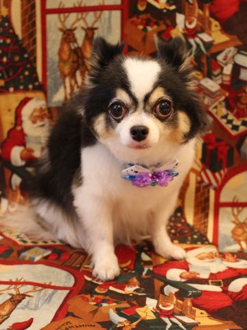 チワワトリミング文京区フントヒュッテ駒込hundehutteチワワトリミングサマーカット画像チワワトリミングサロン都内チワワトリミング料金東京バースデー犬_22.jpg