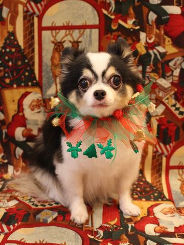 チワワトリミング文京区フントヒュッテ駒込hundehutteチワワトリミングサマーカット画像チワワトリミングサロン都内チワワトリミング料金東京バースデー犬_23.jpg