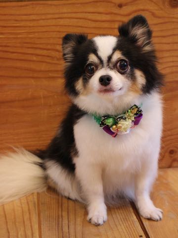 チワワトリミング文京区フントヒュッテ駒込hundehutteチワワトリミングサマーカット画像チワワトリミングサロン都内チワワトリミング料金東京バースデー犬_25.jpg