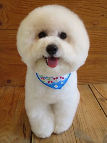 ビションフリーゼトリミング文京区フントヒュッテ駒込ビションカットスタイルモデル犬画像ビションフリーゼ頭丸く都内トリミングサロンビション東京hundehutte_3.jpg