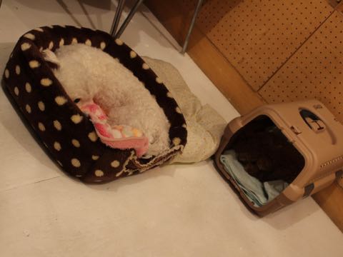 トイ・プードル極小サイズティーカッププードル東京トイプードルトリミング画像フントヒュッテ駒込ビションフリーゼトリミング文京区ペットホテル都内_96.jpg