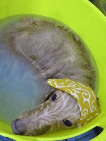 ダックスフントミニチュアトリミング都内フントヒュッテ駒込犬の歯みがき画像文京区歯垢歯石除去歯磨きゼオライトデンタルケア犬温泉東京_2.jpg