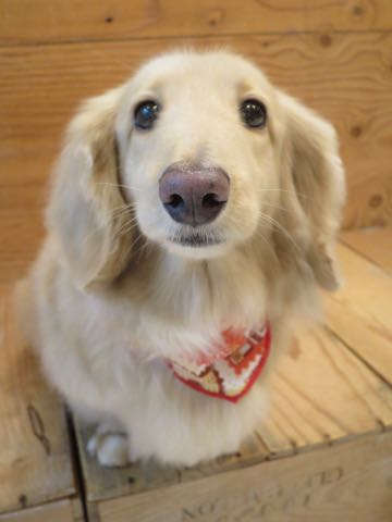 ダックスフントミニチュアトリミング都内フントヒュッテ駒込犬の歯みがき画像文京区歯垢歯石除去歯磨きゼオライトデンタルケア犬温泉東京_4.jpg