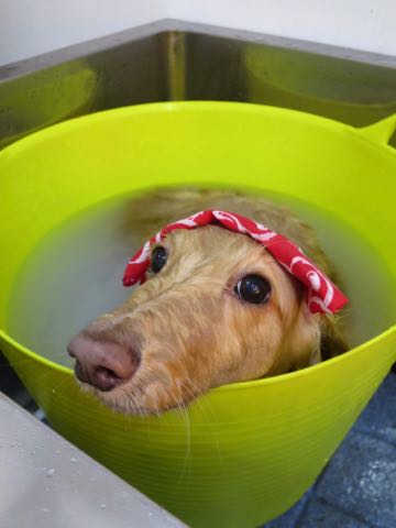 ダックスフントミニチュアトリミング都内フントヒュッテ駒込犬の歯みがき画像文京区歯垢歯石除去歯磨きゼオライトデンタルケア犬温泉東京_6.jpg