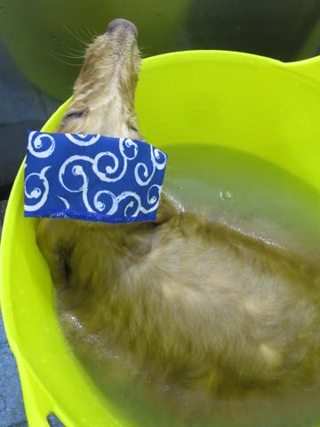 ダックスフントミニチュアトリミング都内フントヒュッテ駒込犬の歯みがき画像文京区歯垢歯石除去歯磨きゼオライトデンタルケア犬温泉東京_11.jpg
