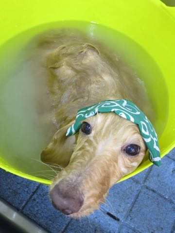 ダックスフントミニチュアトリミング都内フントヒュッテ駒込犬の歯みがき画像文京区歯垢歯石除去歯磨きゼオライトデンタルケア犬温泉東京_13.jpg