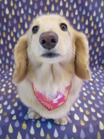 ダックスフントミニチュアトリミング都内フントヒュッテ駒込犬の歯みがき画像文京区歯垢歯石除去歯磨きゼオライトデンタルケア犬温泉東京_15.jpg