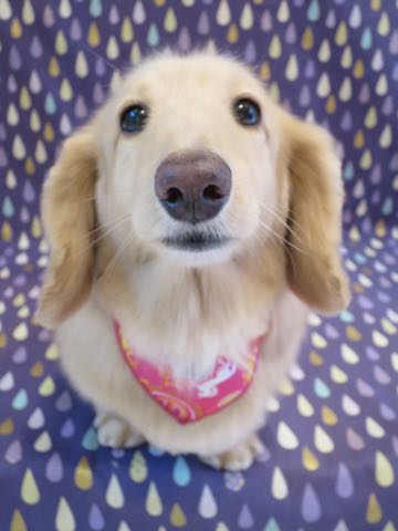 ダックスフントミニチュアトリミング都内フントヒュッテ駒込犬の歯みがき画像文京区歯垢歯石除去歯磨きゼオライトデンタルケア犬温泉東京_16.jpg