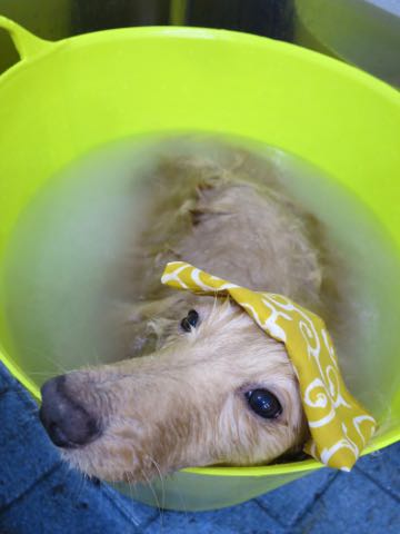 ダックスフントミニチュアトリミング都内フントヒュッテ駒込犬の歯みがき画像文京区歯垢歯石除去歯磨きゼオライトデンタルケア犬温泉東京_17.jpg