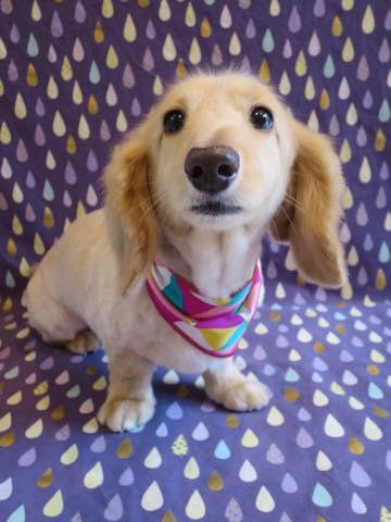 ダックスフントミニチュアトリミング都内フントヒュッテ駒込犬の歯みがき画像文京区歯垢歯石除去歯磨きゼオライトデンタルケア犬温泉東京_18.jpg