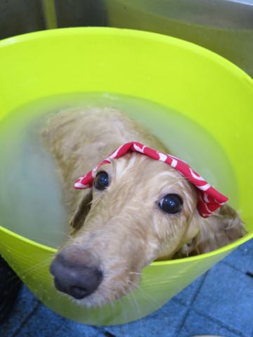 ダックスフントミニチュアトリミング都内フントヒュッテ駒込犬の歯みがき画像文京区歯垢歯石除去歯磨きゼオライトデンタルケア犬温泉東京_19.jpg