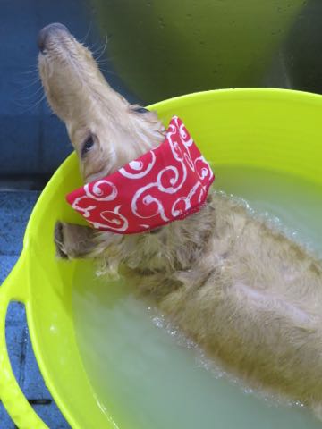ダックスフントミニチュアトリミング都内フントヒュッテ駒込犬の歯みがき画像文京区歯垢歯石除去歯磨きゼオライトデンタルケア犬温泉東京_20.jpg
