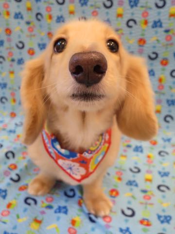ダックスフントミニチュアトリミング都内フントヒュッテ駒込犬の歯みがき画像文京区歯垢歯石除去歯磨きゼオライトデンタルケア犬温泉東京_21.jpg