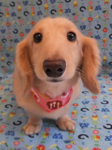 ダックスフントミニチュアトリミング都内フントヒュッテ駒込犬の歯みがき画像文京区歯垢歯石除去歯磨きゼオライトデンタルケア犬温泉東京_23.jpg