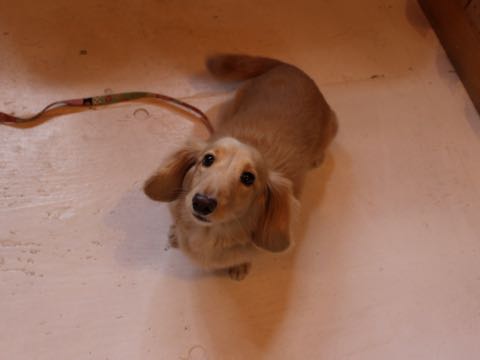 ダックスフントミニチュアトリミング都内フントヒュッテ駒込犬の歯みがき画像文京区歯垢歯石除去歯磨きゼオライトデンタルケア犬温泉東京_24.jpg