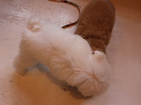 ダックスフントミニチュアトリミング都内フントヒュッテ駒込犬の歯みがき画像文京区歯垢歯石除去歯磨きゼオライトデンタルケア犬温泉東京_25.jpg