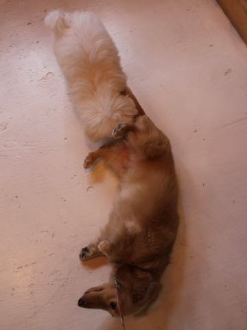 ダックスフントミニチュアトリミング都内フントヒュッテ駒込犬の歯みがき画像文京区歯垢歯石除去歯磨きゼオライトデンタルケア犬温泉東京_26.jpg