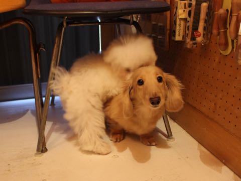 ダックスフントミニチュアトリミング都内フントヒュッテ駒込犬の歯みがき画像文京区歯垢歯石除去歯磨きゼオライトデンタルケア犬温泉東京_27.jpg
